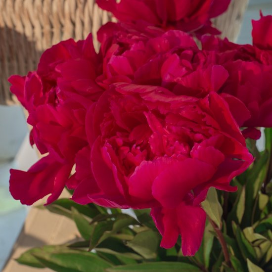 Pioenroos (Pioen lactiflora) 'Karl Rosenfield' | 1 stuk | Bloeiende vaste plant | bloemenpracht in de zomer | Wortelstok | Snijbloem | Geurend | verwilderend | winterhard | Rood | 100% Bloeigarantie | QFB Gardening