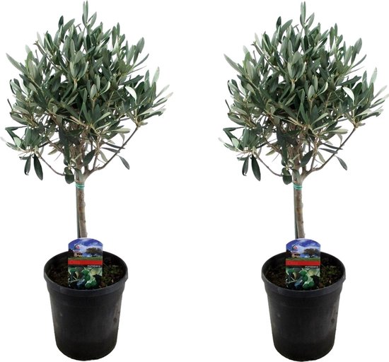 Plant in a Box - Olea Europaea - Set van 2 - Olijfboom op stam - Pot 14cm - Hoogte 45-55cm