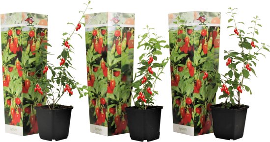 Plant in a Box - Set van 3 Lycium Barbarum - Goji Planten - Pot 9cm - Hoogte 25-40cm
