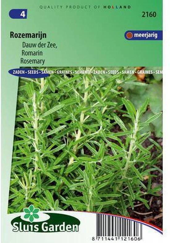 Sluis Garden - Rozemarijn (Rosmarinus officinalis)