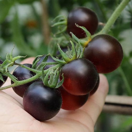 Tomaten zaden - Cherrytomaat Fahrenheit Blues