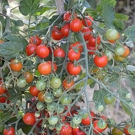 Tomaten zaden - Cherrytomaat Sweet Baby