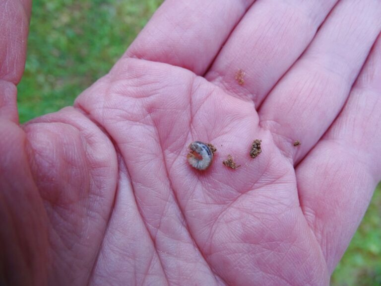 Engerlingen in je gazon? Zo bestrijd je ze zonder gif