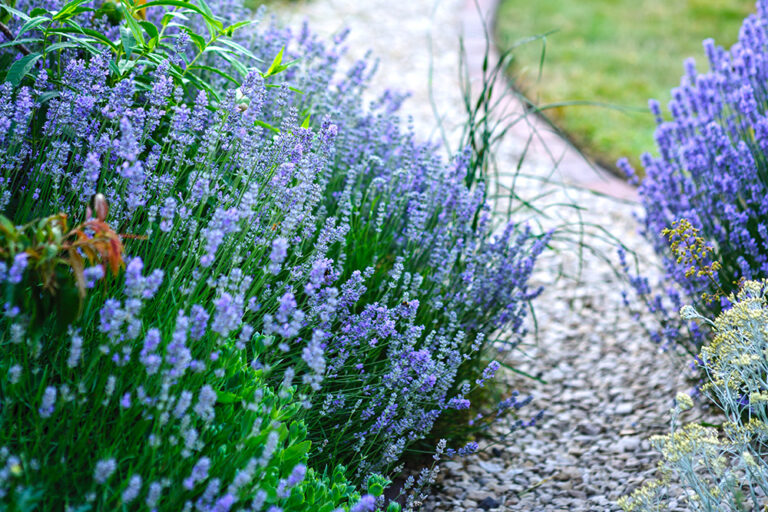Lavendel planten? Zo pak je dat aan