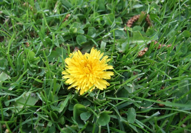 Tuinieren voor de natuur in mei: doe dit nu