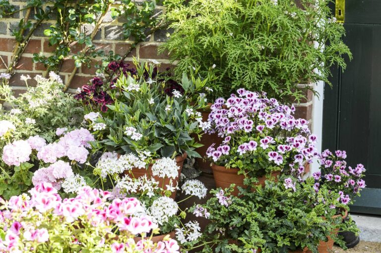 De tuin in mei week 20: dit kun je nu doen