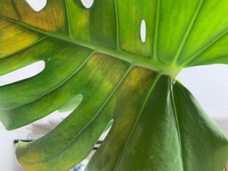 Trips bestrijden: zo pak je dat aan