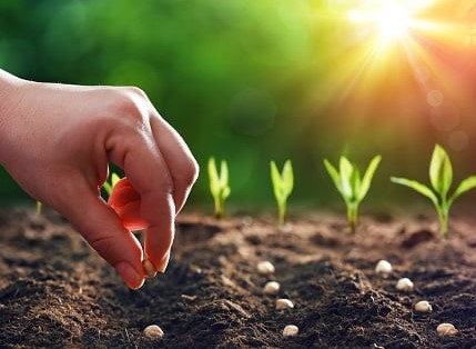 Dit kan je zaaien in mei