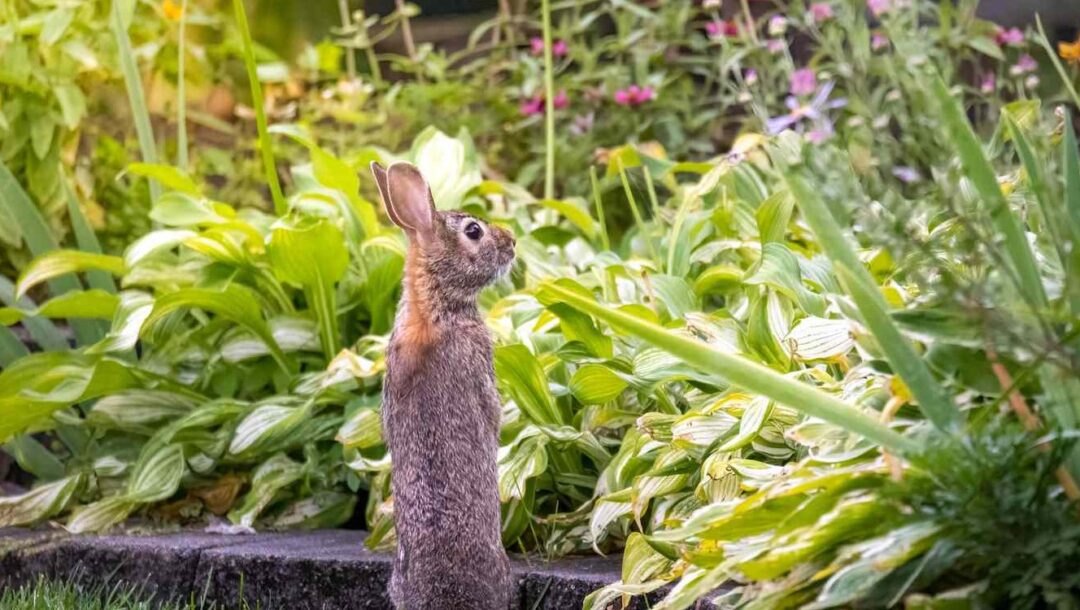 Maankalender: Hoe tuinieren volgens de maan - Agri World