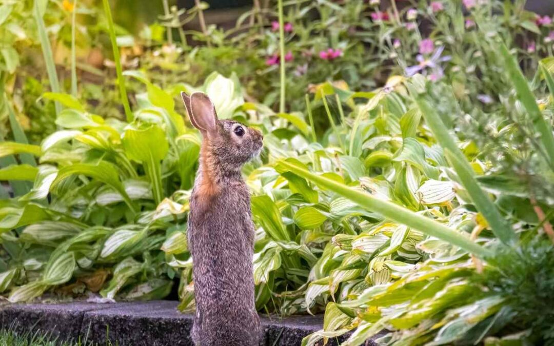 Met welke planten houd ik konijnen uit mijn tuin?