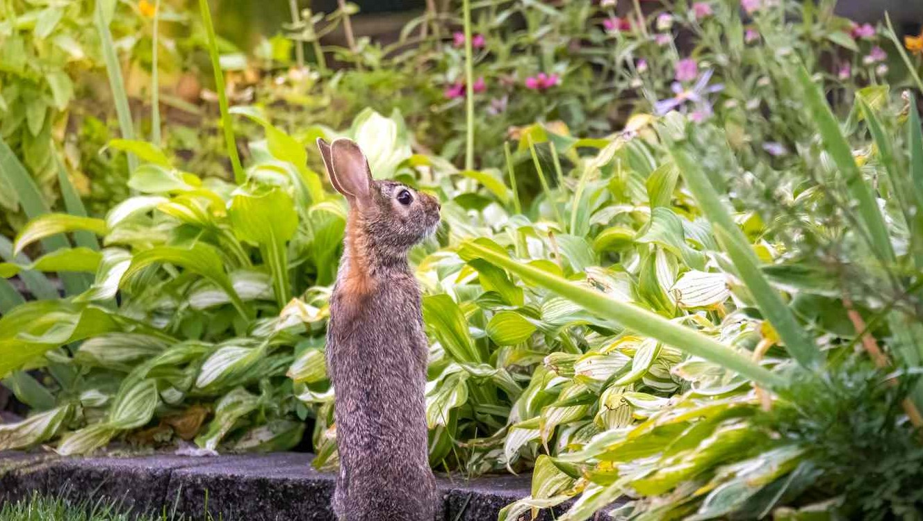 Met welke planten houd ik konijnen uit mijn tuin