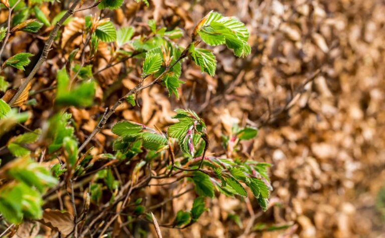 Planten en verzorgen van beukenhagen