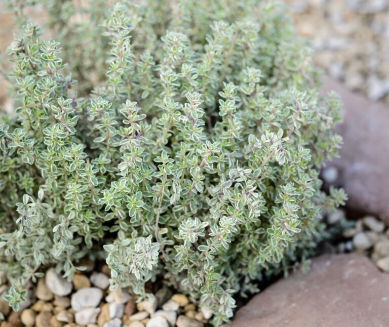 6 soorten tijm om te proberen in je kruidentuin
