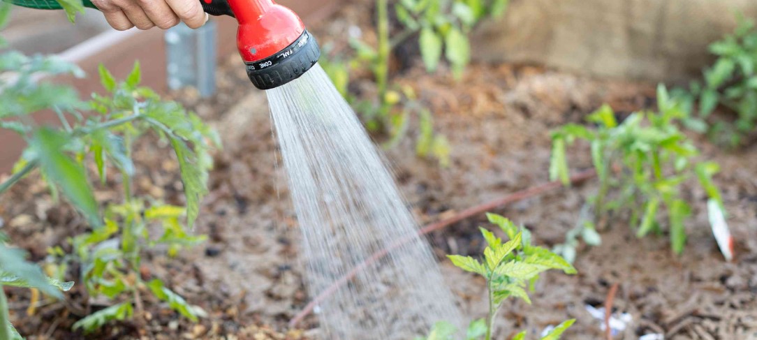 Wat is de beste tijd om planten water te geven