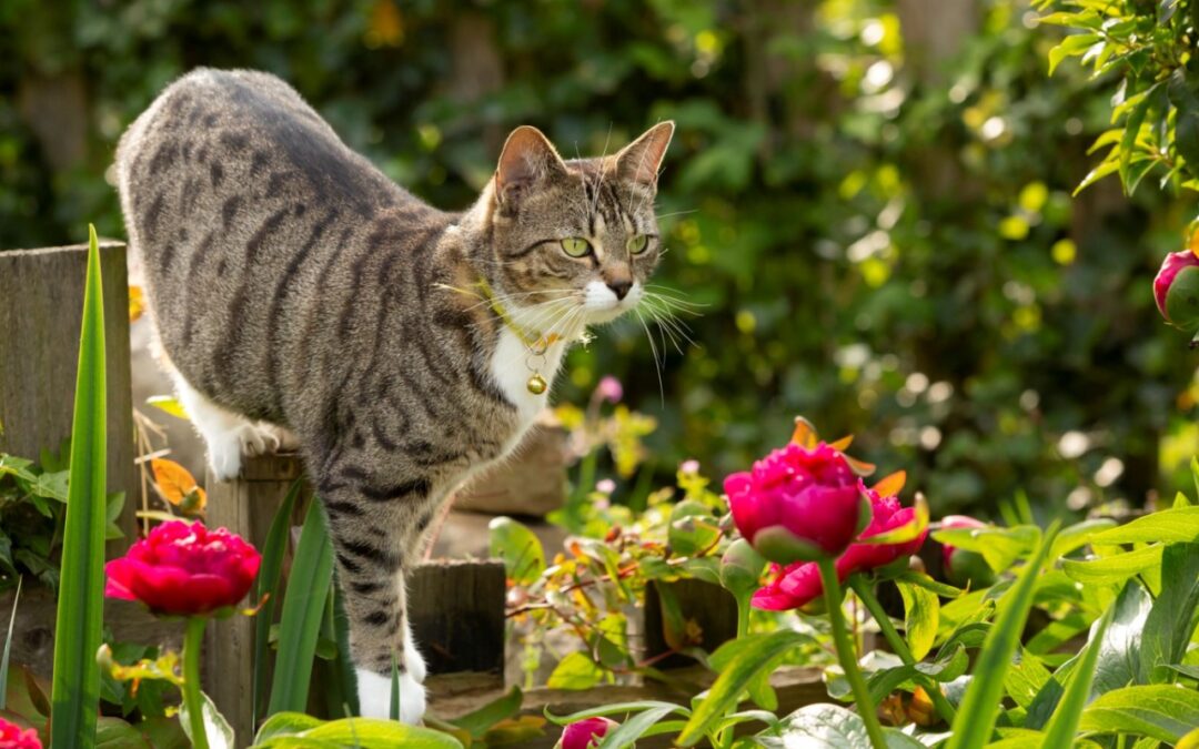 Welke tuinplanten zijn niet giftig voor katten?