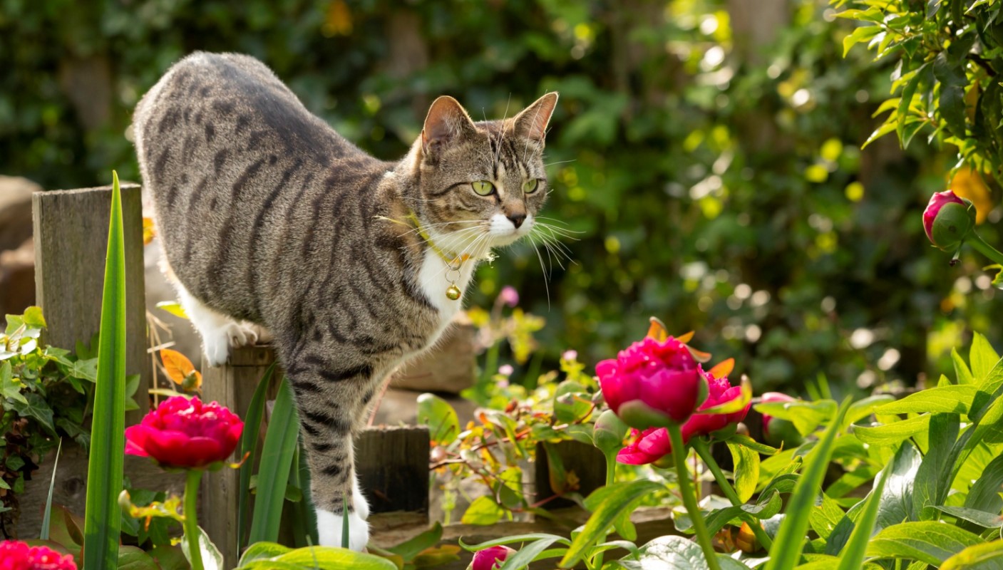 Welke tuinplanten zijn niet giftig voor katten
