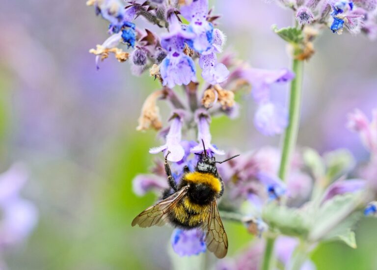 Welke bestuivers bestuiven welke bloemen?