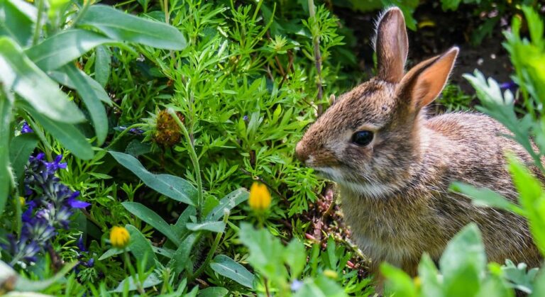 Een konijn in de tuin houden (houdt hier rekening mee)