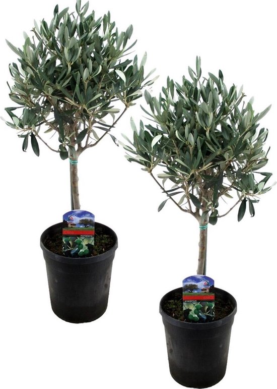Plant in a Box - Olea Europaea - Set van 2 - Olijfboom op stam - Pot 14cm - Hoogte 45-55cm