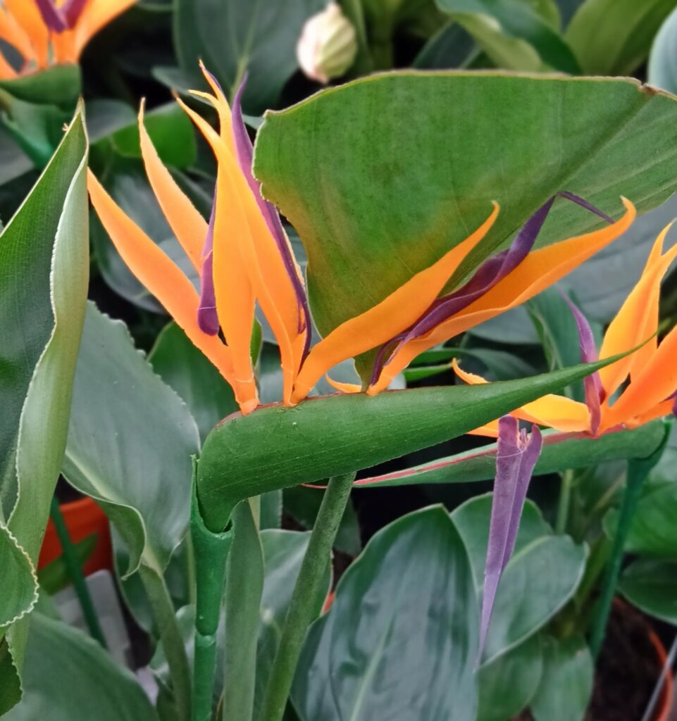 Spannende Strelitzia Giftig Katzen Ebenbild