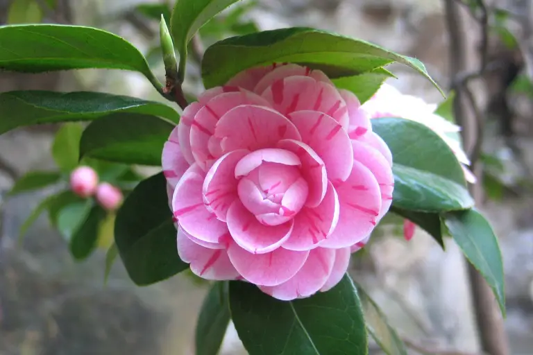 Is Camelia Winterhard En Hoe Te Overwinteren?