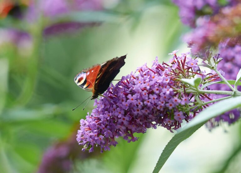 Hoe Verschillende Soorten Vlinderstruik Snoeien?