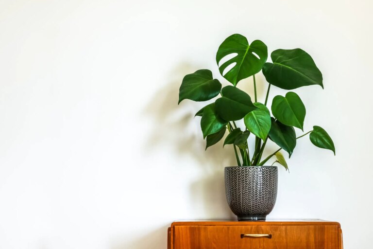 3x Hoe Je Een Gatenplant Kan Stekken?