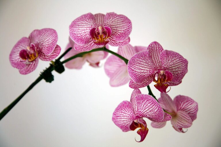 2 x Hoe Orchidee Stekken Met En Zonder Keiki?