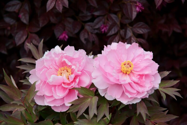 Hoe Pioenroos Snoeien, Ook Op Stam!