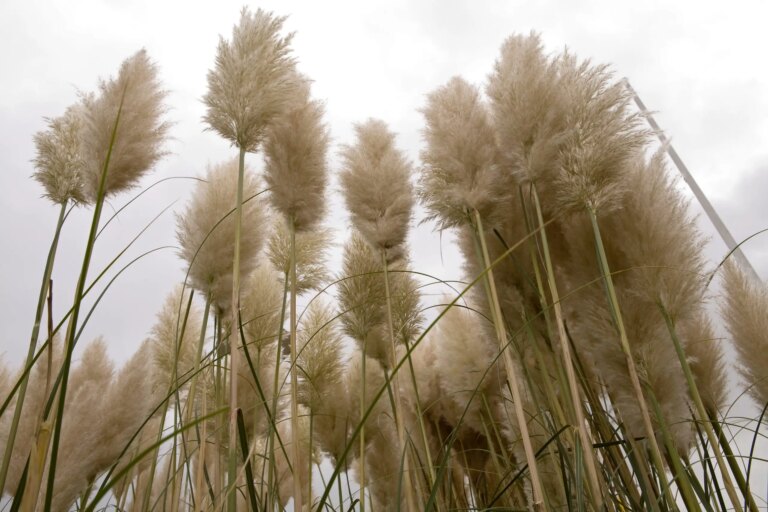Pampasgras Snoeien, Let Dan Wel Op Je Handen!