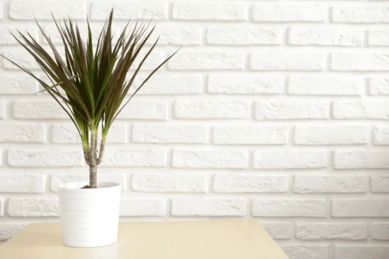 14 x Dracaena Soorten, Stuk voor stuk mooie planten!