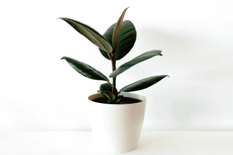 Is Ficus Giftig? Alle Informatie En Advies