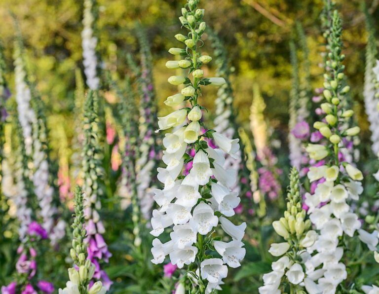 Vingerhoedskruid zaaien in 4 simpele stappen