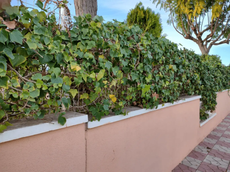 3 Manieren Om Klimop Te Stekken? Makkelijk Te Doen!