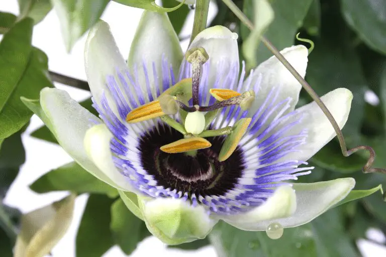 10 × Winterharde, Mediterrane Planten!