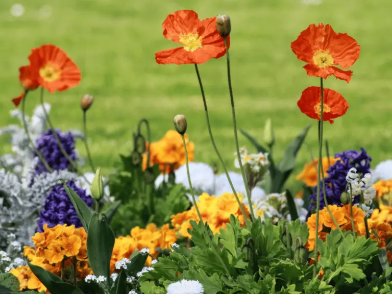 Planten Voor In De Voortuin, Hoge En Lage Soorten!