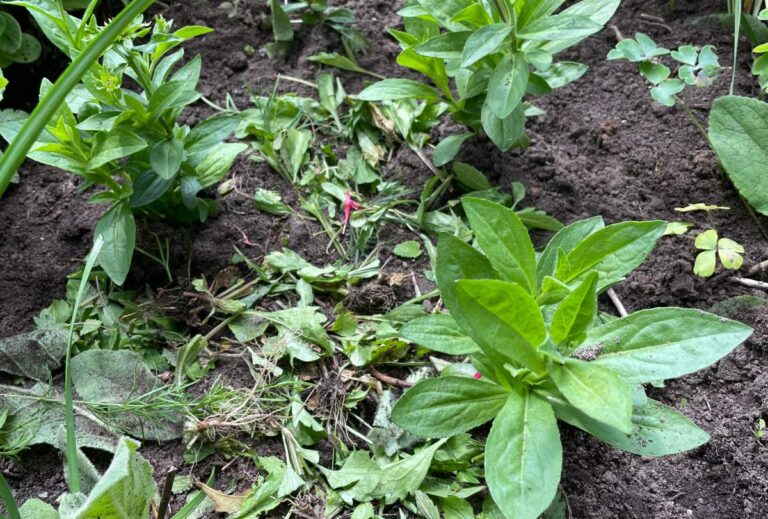 Mulchen: zo pak je dat goed aan