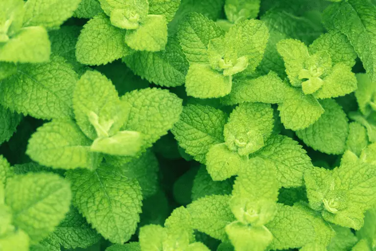 Is Munt Winterhard En Hoe Te Overwinteren?