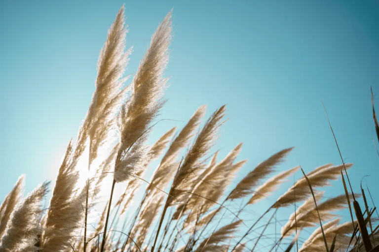 10 x Winterharde Hoge Siergrassen, Verschillende Soorten!