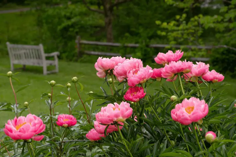 Hoe Pioenroos Planten – Praktische Tips En Informatie!