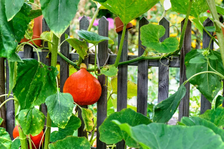 Pompoen Zaaien, Stap Voor Stap In April Of Mei!
