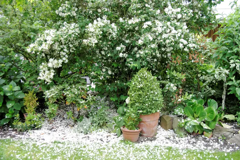 Toscaanse Jasmijn Winterhard? In Pot Of Volle Grond?