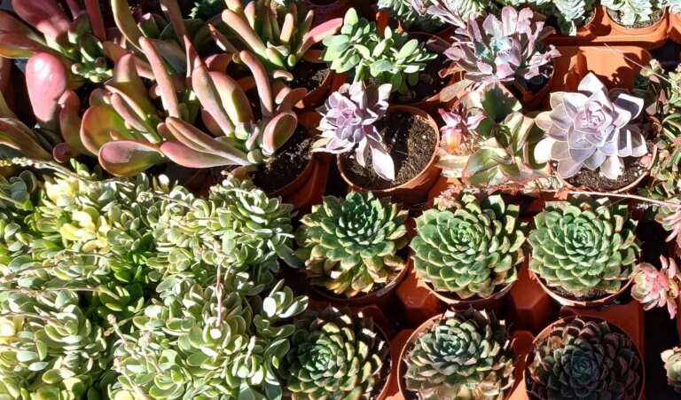 10 x Rotsplantjes Winterhard, Vele Kleuren!