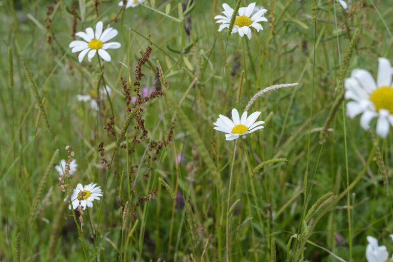Een meerjarige bloemenweide aanleggen doe je zó!