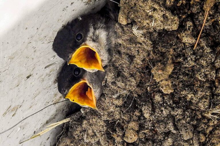 tuinieren voor de natuur in augustus: doe dit nu