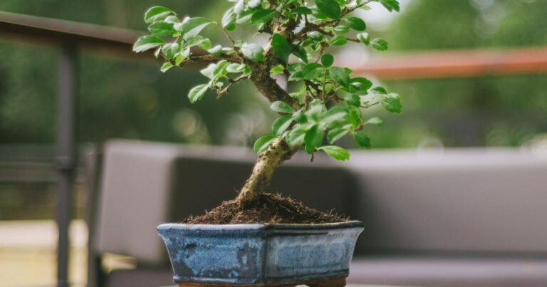 10 tips om een Japanse tuin aanleggen: creëer een rustige ruimte met landschapsarchitectuur en planten