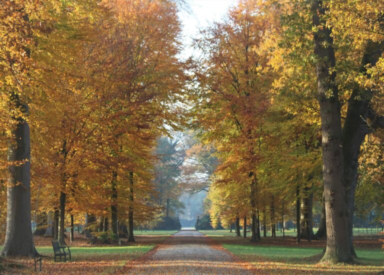 Ambachtelijke Plantenmarkt: waarom is die in het najaar?