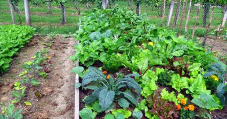 Grond voorbereiden in de moestuin – Tips en advies