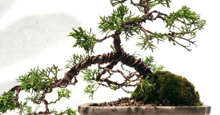 Bonsai verzorgen zoals een pro