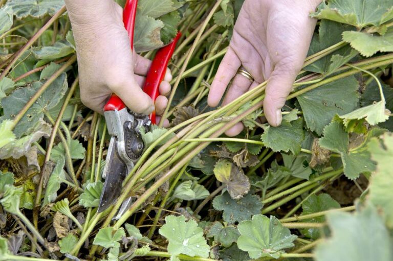 Zo geef je je tuin eind zomer nieuwe energie